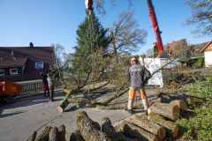 Baumpflege Nürnberg 2020